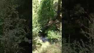 #waterview #music #deepforest