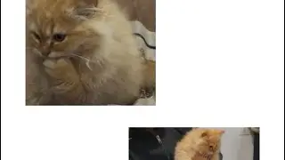 Naughty kitten and kitty 