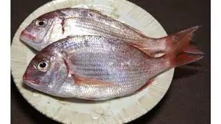 Kasugo-dai [カスゴ鯛] spring baby snapper #sushi#how to fillet #introducing amazing Japanese ingredients