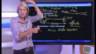Show 11: Animal Responses to the Environment - Whole show (English)