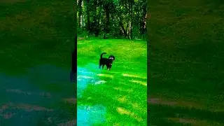 Alaska dogs adventures #puppy #funny #cutedog #dog #shortvideo #petshub #shorts