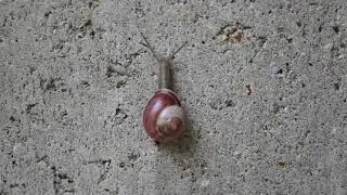 1 minuut natuur: de gewone tuinslak
