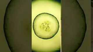 cucumber facts  | factful | #shorts #youtubeshorts #cucumber