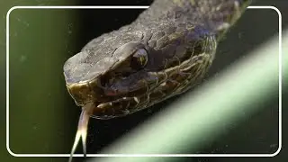 Louisiana's Reptile Invasion: Battling the Post-Katrina Wildlife Crisis