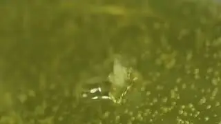 cbd2