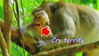Million pity ! Poor Janet extremely cry scare mom abandon | Janet hurt hand so much try follow mom