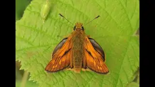 Large Skipper (Ochlodes sylvanus)