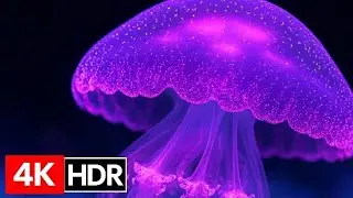 Небесная четкость и насыщенные цвета 4K ULTRA HD - OLED Demo
