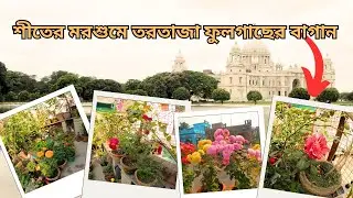 ছাদবাগানের আরো একটি ভিডিও বন্ধুরা || শীতের মরশুমে নতুন নতুন ফুল গাছের আগমন ||