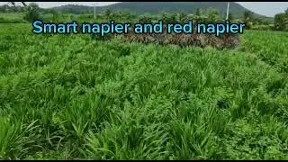 Smart and Red napier grass Telugu || #Goat and sheep best grass telugu|| #goatfarming #Sheepfarming 
