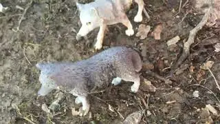 Moonlight (episode 5) The Ambush (toy wolf series)