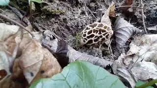 Morchella esculenta