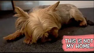 Our Yorkie’s First Night in the New House Was Heartbreaking