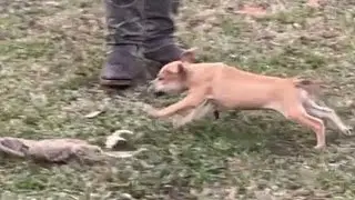 Male pup out of Boomer x Pumpkin at 10 & 1/2 wks