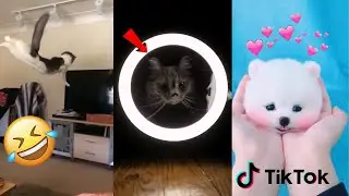 2020 August Funny Cute Tik Tok Animal Compilation V3
