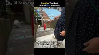 Ranking The Best Scared Dog Moments
