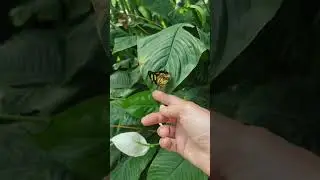 beautiful butterfly #youtubeshorts #shortsvideo #wildlife #butterfly #short #shorts #vlinder