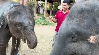 กำลังฝึก￼เข็นรถอยู่ดีดีแอบไปโผล่บ้านผู้สาวใบบัวได้ไง‼️🐘🥰