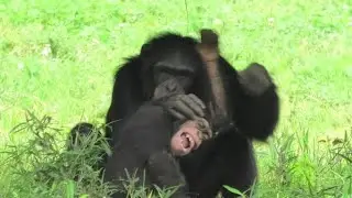 Let's have fun my little one! by Fubuki 　弟よ、楽しもう！フブキ　Chimpanzee  Tama Zoological Park