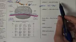 Transcription and translation introduction