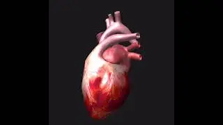 How the Heart ❤️ work #healthylifestyle #health #heartattack