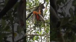 Silver leaf-monkey with orange baby #monkey #wildlife #borneo #sabah