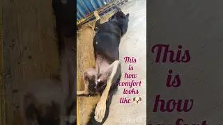 This Dog Found the True Meaning of Comfort 🐶✨ #shorts