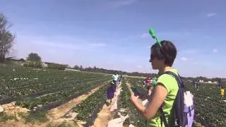 Liuzza Strawberry Farm