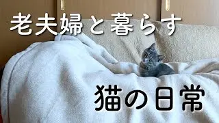 老夫婦と暮らす、猫（はなちゃん）の日常