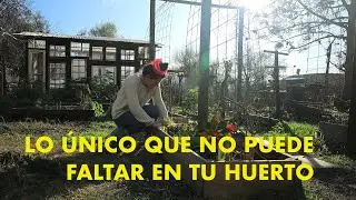 Lo ÚNICO que no puede faltar en tu huerto 💚🐞💃