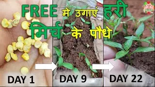 मिर्च के बीज कैसे लगाएं | बिल्कुल मुफ़्त मे उगाएं हरी मिर्च | Hari mirch beej se ugane ka tarika