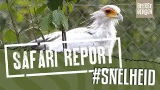 SAFARI REPORT | #119 SNELHEID