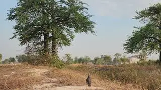 #ចុះអាព្រៃនេះកែមណាស់