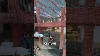 Comment les fermiers font dispara&icirc;tre les cl&ocirc;tures de poulailler 😱&rdquo;
