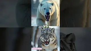 ANIMALS COMPARISON (POLAR BEAR VS SNOW LEOPARD WOLF.SHEEP SLOTH.KOALA) #animals #treanding #shorts