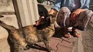 Кошка черепахового окраса, которая перепрыгнула через стену, чтобы добраться до нас, такая милая ...