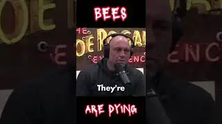 Joe Rogan & Theo Von: Bees are Dying