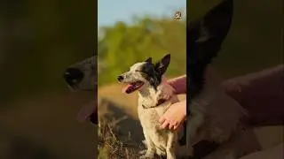 How dogs say &lsquo;I love you&rsquo; ❤️🐕