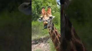 Funny Giraffe Can&rsquo;t Stop Making Faces