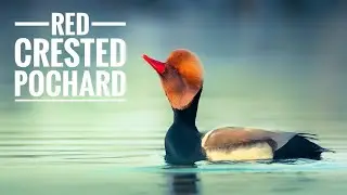 Red-crested pochard | #redcreastedpochard#shortsvideo#masterofficial5
