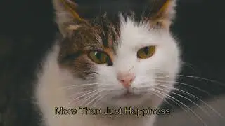 Why Do Cats Purr?: Fun Feline Facts English Lesson