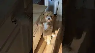 Я убеждён, что эта собака была человеком в другой жизни 😂