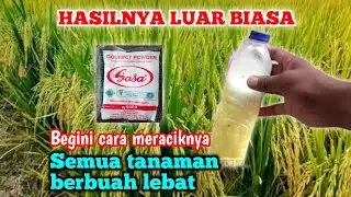 TERNYATA HASILNYA BAGUS SEKALI CARA MEMBUAT PUPUK PERANGSANG BUAH