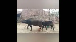 My Fourth vlog🫡 || Meet up my animals || Which feed best for cow 🐄