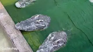 My New Video: Male crocodile very in heat mating, making love with female crocodile ~~~(Part 7)🐊💘🐊💘.