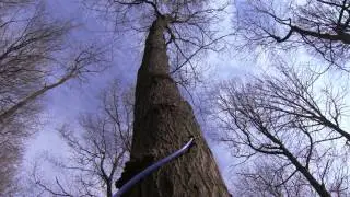 Maple Syrup: How does the sap get up the maple tree?