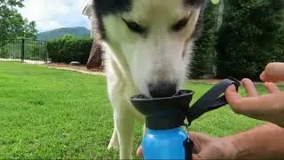 dog water bottle