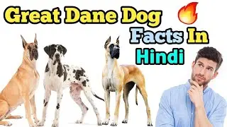 Great Dane Dog Facts In Hindi /Great Dane information/ Dog Facts
