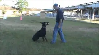 Jacksonville Dog Training- IPO Obedience Dumbell retrieve with Jum & Fedor