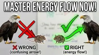 Food Chains and Food Webs Explained | Biology Energy Flow in Ecosystems
